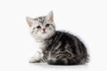 Cat. Small silver british kitten on white background Royalty Free Stock Photo