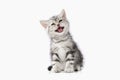 Cat. Small silver british kitten on white background Royalty Free Stock Photo