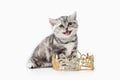 Cat. Small silver british kitten on white background Royalty Free Stock Photo
