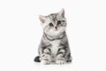 Cat. Small silver british kitten on white background Royalty Free Stock Photo