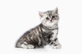 Cat. Small silver british kitten on white background Royalty Free Stock Photo