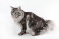 Cat with small tail Royalty Free Stock Photo
