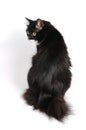 Cat with small tail Royalty Free Stock Photo