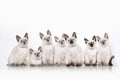 Cat. Small thai kittens on white background Royalty Free Stock Photo