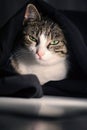 A cat with a smart-ass face. A cat boss, smart and scheming. Under cover. A face full of character and expression. Royalty Free Stock Photo