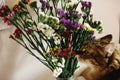 Cat smelling colorful amazing wildflowers in vase on background Royalty Free Stock Photo