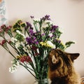 Cat smelling colorful amazing wildflowers in vase on background Royalty Free Stock Photo