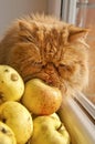 Cat smelling and Licking apples