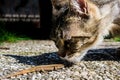 Cat smelling a lizard Royalty Free Stock Photo