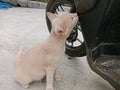 a cat that smells tracks on a motorbike