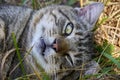 The cat smiles, rests and lies relaxed on the grass