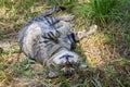 The cat smiles, rests and lies relaxed on the grass