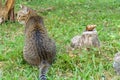 Cat and snail Royalty Free Stock Photo