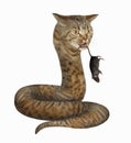 Cat snake caught rat Royalty Free Stock Photo