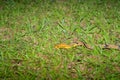 Cat snake in grass Royalty Free Stock Photo