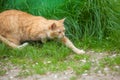 Cat sneaking on the grass Royalty Free Stock Photo