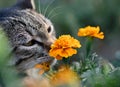 A cat sniffing a flower, tabby cat and marigold, Tagetes patula