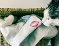 Cat sniffing lipstick imprint on white shirt