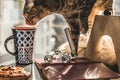 Cat sniffing mug of coffee on a table.