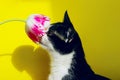 Cat sniffing pink flower. Cropped shot of a tuxedo cat and pink tulip.