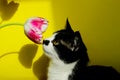 Cat sniffing pink flower. Cropped shot of a tuxedo cat and pink tulip.