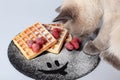 Cat sniffing waffles with berries and sugar powder on black stone plate isolated. Belgian waffle with fruit raspberry on