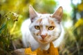 The cat sniffs an autumn leaf and looks at the camera Royalty Free Stock Photo