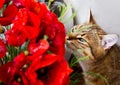 Cat sniffs at bouquet of red poppies