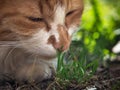 The cat sniffs the grass. The blade of grass crawling tick encephalitis. A dangerous insect, a carrier of the disease Royalty Free Stock Photo