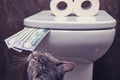 Cat sniffs money dollar near the funny toilet, close-up. The concept of shortage of toilet paper due to purchases during the