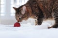 The cat sniffs red Christmas tree ball, close-up Royalty Free Stock Photo