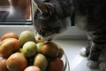 The cat sniffs the tomatoes