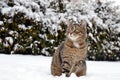 Cat in snow