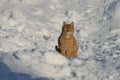 Cat in the snow