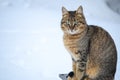 Cat in the snow