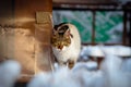 Cat in the snow on a cold morning in the park. Royalty Free Stock Photo