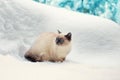 Cat in snow Royalty Free Stock Photo