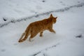 Cat and snow. Ginger cat walks in the snow in the garden Royalty Free Stock Photo