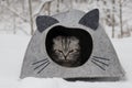 Cat in the snow Royalty Free Stock Photo