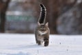 Cat in the snow. Gray cat in winter goes in the deep snow