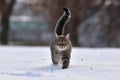 Cat in the snow. Gray cat in winter goes in the deep snow