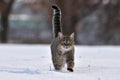 Cat there is in the snow. Gray cat in winter is going in the deep snow. It have got tail up. Royalty Free Stock Photo
