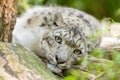 Cat snow leopard - Irbis, Uncia uncia Royalty Free Stock Photo