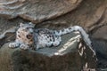 Cat snow leopard - Irbis, Uncia uncia Royalty Free Stock Photo