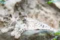 Cat snow leopard - Irbis, Uncia uncia Royalty Free Stock Photo