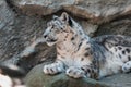 Cat snow leopard - Irbis, Uncia uncia Royalty Free Stock Photo