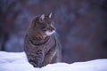 Cat in the snow looking into the distance Royalty Free Stock Photo