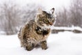 Cat in the snow Royalty Free Stock Photo