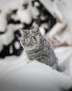 Cat in the snow is on the snowdrift Royalty Free Stock Photo