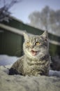 Cat in the snow is on the snowdrift Royalty Free Stock Photo